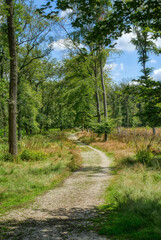 Wanderweg im Diersfordter Wald im Sommer