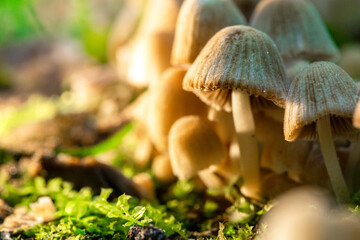 beautiful macro photo of inedible small mushrooms, mushroom poisoning, wild forest