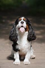 black and white Cavalier King Charles Spaniel dog sitting on path in park, warm sunny summer day,...