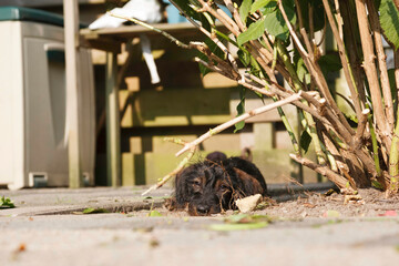 A dark dachshund puppy joyfully plays in a small city garden, enjoying the urban green space on a sunny day.