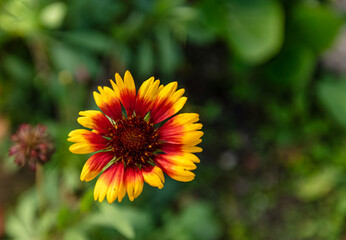 Fleur Gaillarde / Gaillardia de la famille des astéracées