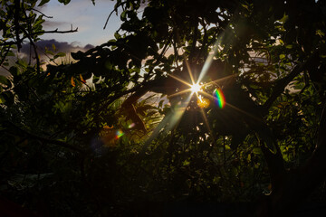 rayon de soleil entre arbres et plantes tropicales