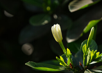 Bouton de fleur de Tiare Tahiti,  Gardenia taitensis