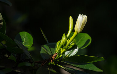 Bouton de fleur de Tiare Tahiti,  Gardenia taitensis