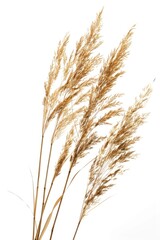Fototapeta premium Close-up shot of dry grass blades