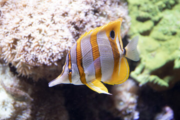 pesce tropicale a strisce