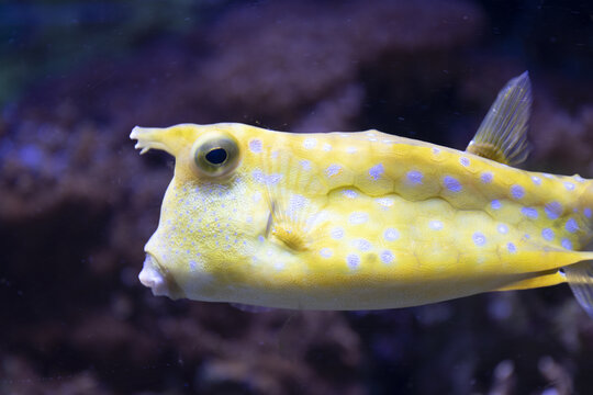 pesce scatola tropicale
