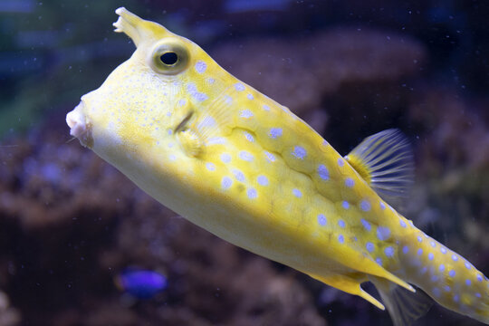 pesce scatola tropicale