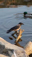 crow on a branch