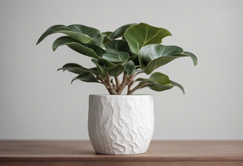 Decorative Ficus Lyata tree planted white ceramic pot isolated on white background