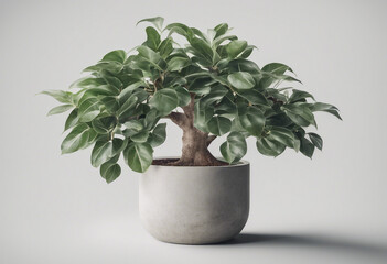 Obraz premium Decorative ficus tree planted concrete pot isolated on white background
