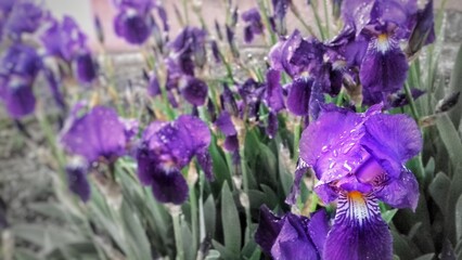 Obraz premium purple flowers with colour effect