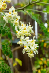Fleurs blanche et jaune de Moringa