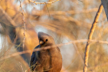Telephoto of a grey go-away -Corythaixoides concolor- bird sitting in a tree in Namibia.