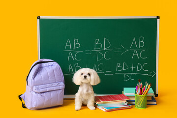 Green chalkboard with formulas, cute Maltese dog and different school stationery on yellow background