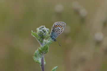 Hauhechel - Bläuling