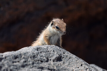 Brown squirrel is sitting on a rock. Cute squirrel resting on a rock in a natural environment