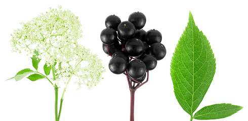 Collection of European elderberry or Sambucus isolated on a white background. Elderberry flowers,...