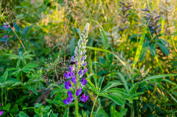 Wild flowers of Fraser Valley found at Mission, BC, Canada