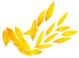Collection of fresh sunflower petals isolated on a white background, top view.