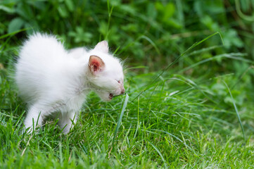 Balinesen K&auml;tzchen im Garten