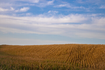 Cornfield harvest