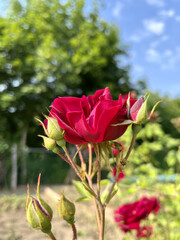 red rose in the garden