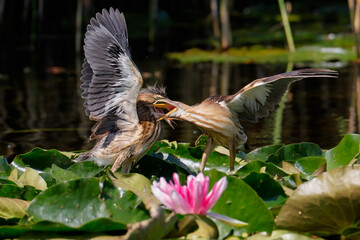 Little bittern feeding juvenile