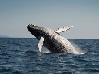 Naklejka premium Humpback whale portrait