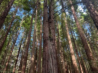 Fototapeta premium The Redwoods Whakarewarewa Forest, Rotorua, North Island of New Zealand