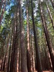 The Redwoods Whakarewarewa Forest, Rotorua, North Island of New Zealand