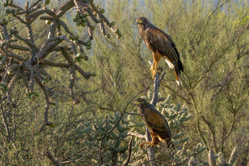 Two Harris's hawks seen in Tucson Arizona