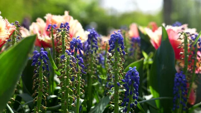 Tulips flower buds close up in Keukenhof Park Nederlands