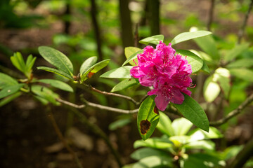 Red rhododendron flower and green leaves.