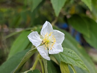Obraz premium cherry flowers with blurred background