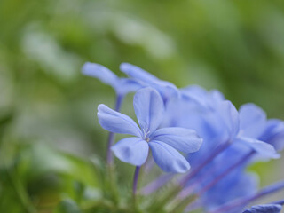 暑い夏に涼しげな花を咲かせるルリマツリ