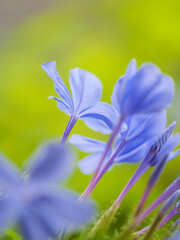 暑い夏に涼しげな花を咲かせるルリマツリ