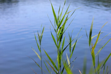 Green reed leaves on the background of a blue lake