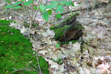 Green moss on the trunk and the brown leaves
