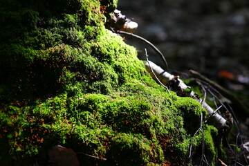 Tree trunk covered with green moss
