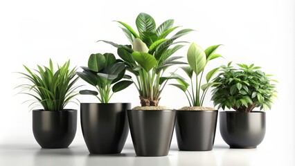 House plants in black pot isolated on background rendering, house plants, black pot, isolated, background