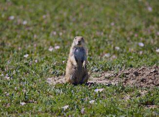 prairie dog up close on green grass