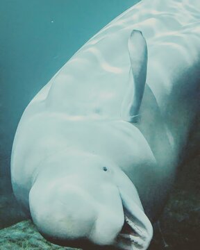 Closeup vertical shot of a beluga whale (Delphinapterus leucas) swimming in a clear blue water