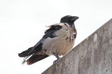 Guardian of the Skies