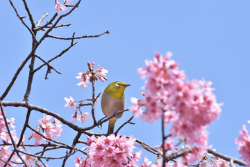 長徳寺のおかめ桜とメジロ