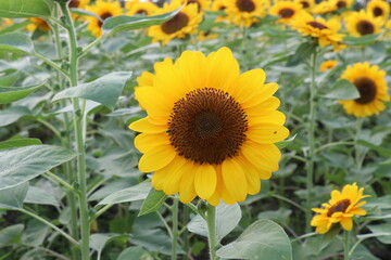Obraz premium Sunflowers blooming in the park