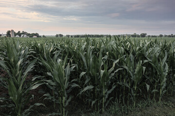Field of corn from eye level with blue sky, long corn stalk leaves