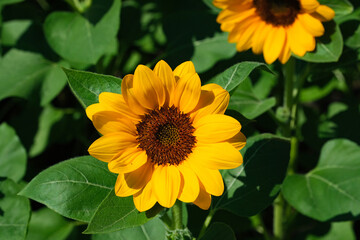 Sunflowers blooming in the park