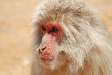 日本の山奥に生息するニホンザル