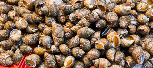 Seafood shellfish with nutritional value